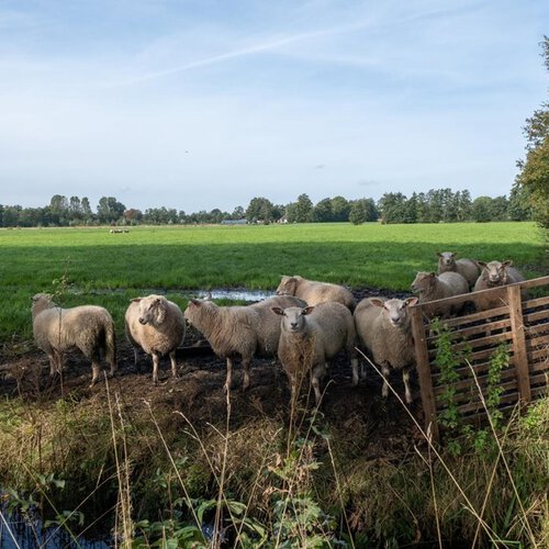 Hooiweg 4 LUCASWOLDE